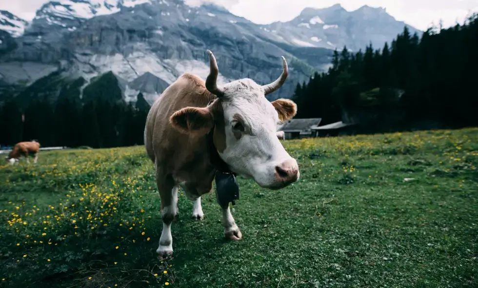 Începerea excursiilor în Elveția: Achiziționarea vignetei